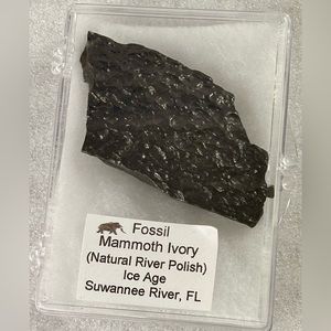 Fossil Mammoth Ivory